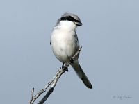 FL12_loggerhead_shrike_124_8022.jpg Image